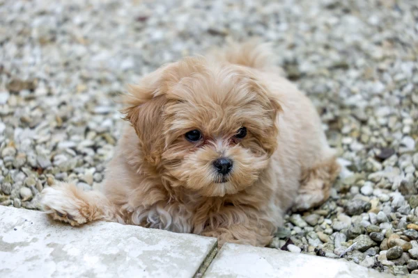 Malý štěně plemene maltipoo leží na kamenné dlažbě.