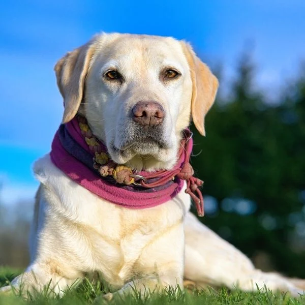 Žlutý labrador s froté šátkem sedí na trávě.