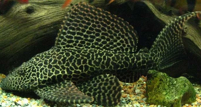 Pleco ryba s vzorem pro likvidaci řas v akváriu