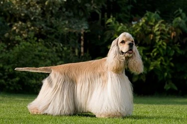 Hnědý cocker spaniel stojí na trávníku před stromy.