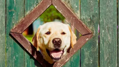 Žlutý labrador hledí venku skrz otvor v plotu.