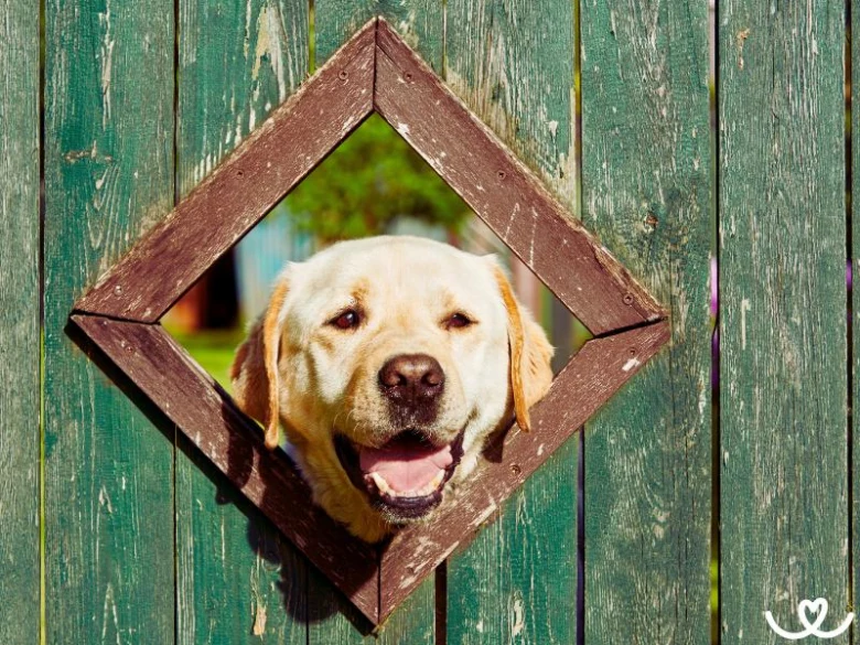 Žlutý labrador hledí venku skrz otvor v plotu.