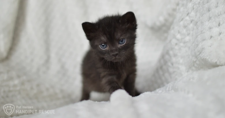 Black kitten on blanket