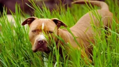 Hnědý pes plemene pitbull stojí v zelené trávě.