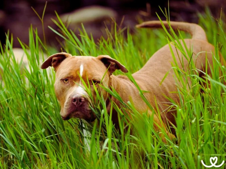 Hnědý pes plemene pitbull stojí v zelené trávě.