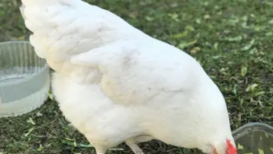 Bílá brojlerová kuřata krmí zeleninu venku na trávníku.