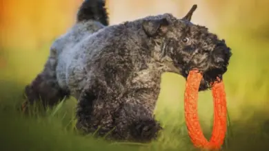 Černý pes s kudrnatou srstí drží oranžovou hračku v tlamě.