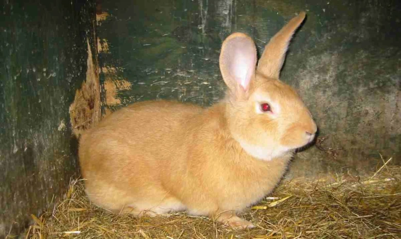 Hnědý králík sedí v kleci na slámě.