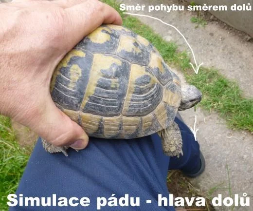 Želva držena převrácená s textem o simulaci útoku.