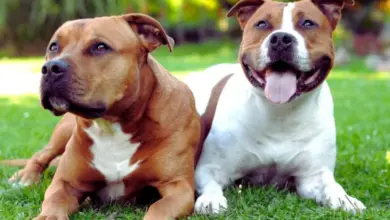 Dva američtí štěňata typu pitbull leží na trávníku.