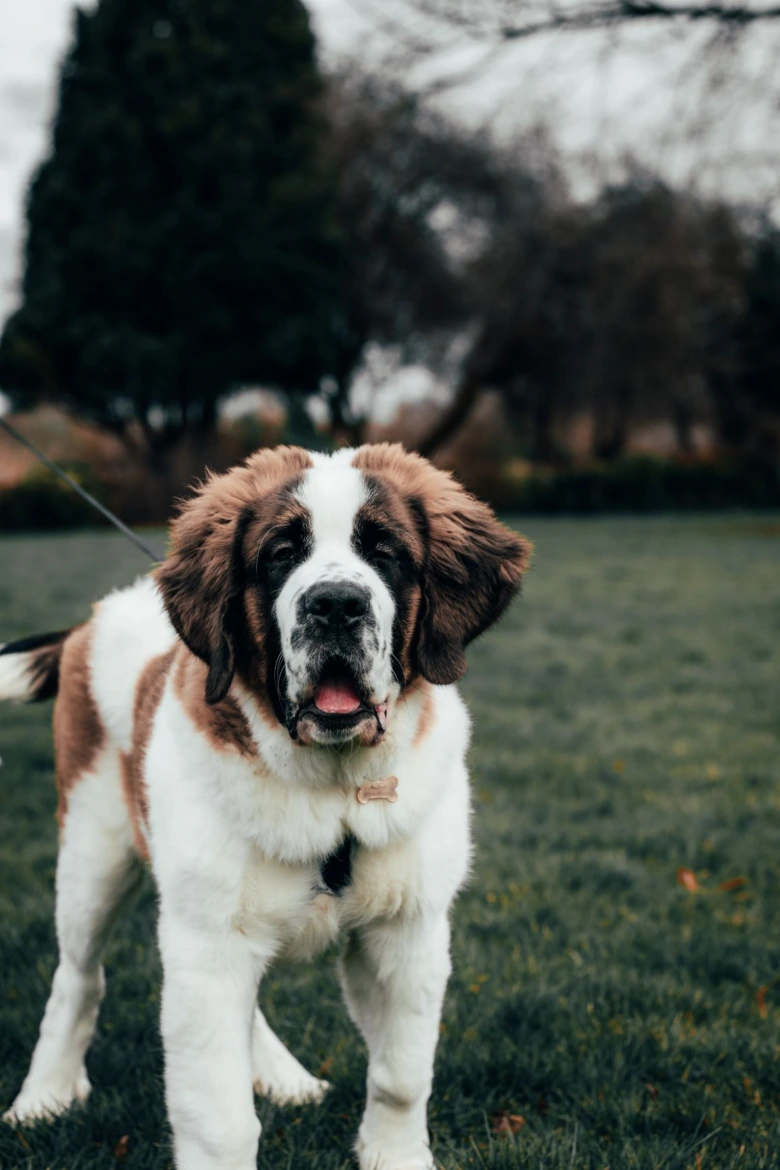 Velký pes plemene Saint Bernard stojí na trávníku.