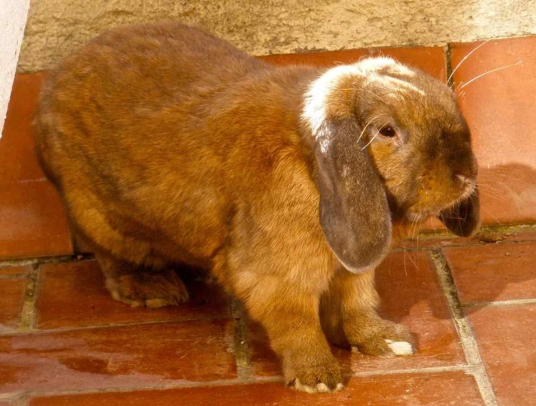 Hnědý králík s ušima padajícími na boky stojí na dlažbě.