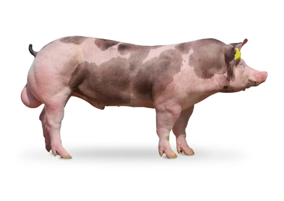 Prase s skvrnami na těle a žlutým štítkem v uchu.