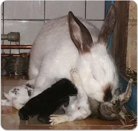 Bílá králíčka kojící své mláděta v kleci.