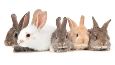 Pět králíků různých barev sedících vedle sebe na bílém pozadí.