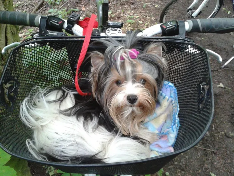 Malý yorkie sedí v košíku na kole.
