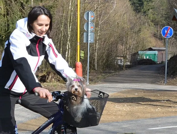 Žena jedoucí na kole s yorkiem v košíku