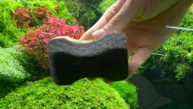 Ruka drží tmavý filtr s houbovkou pro čištění černých řas v akváriu.