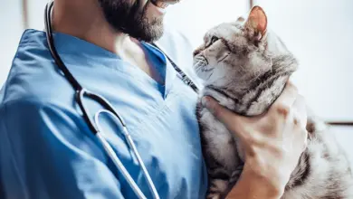 Veterinář drží kočku, ale neukazuje černé skvrny na nose.