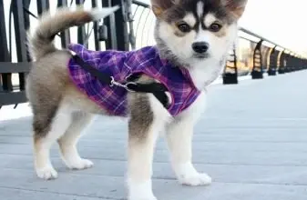Malé štěně plemene pomsky v fialovém kabátku stojí venku.