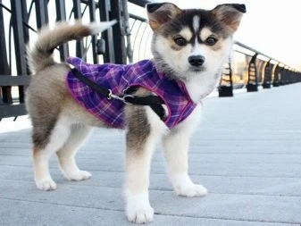 Malé štěně plemene pomsky v fialovém kabátku stojí venku.