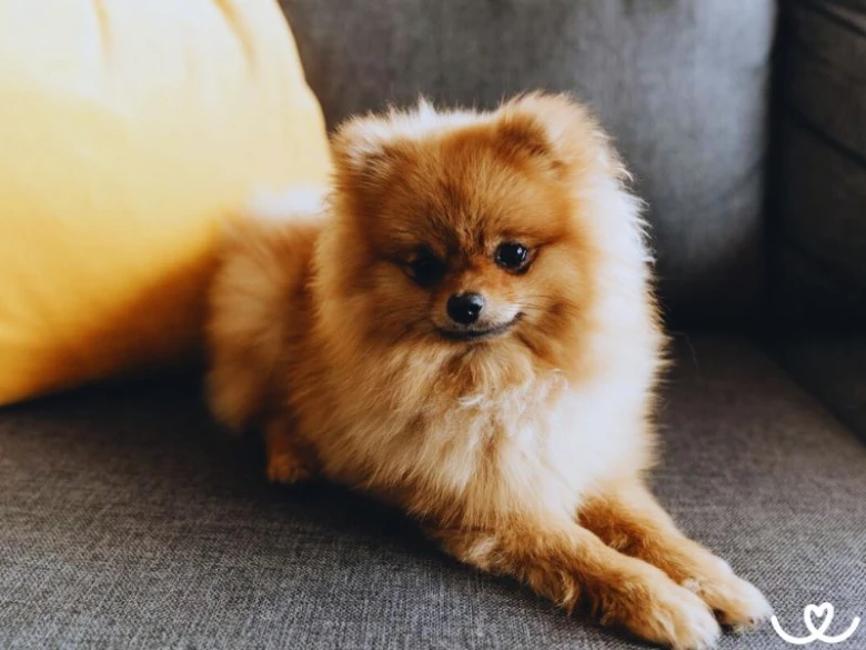 Malý plemeno psa, pomerančák, leží na šedém gauči.