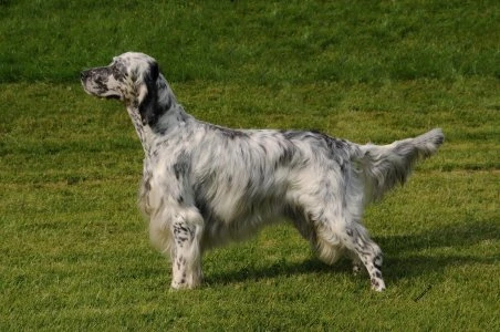 Anglický setter stojí na trávníku s dlouhým chlupem.