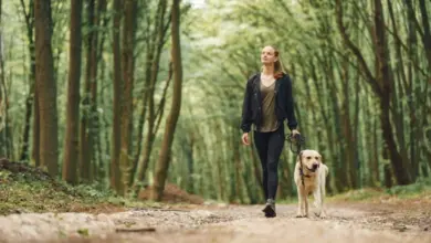 Žena s labradorem chodí po lesní cestě venčit psa.