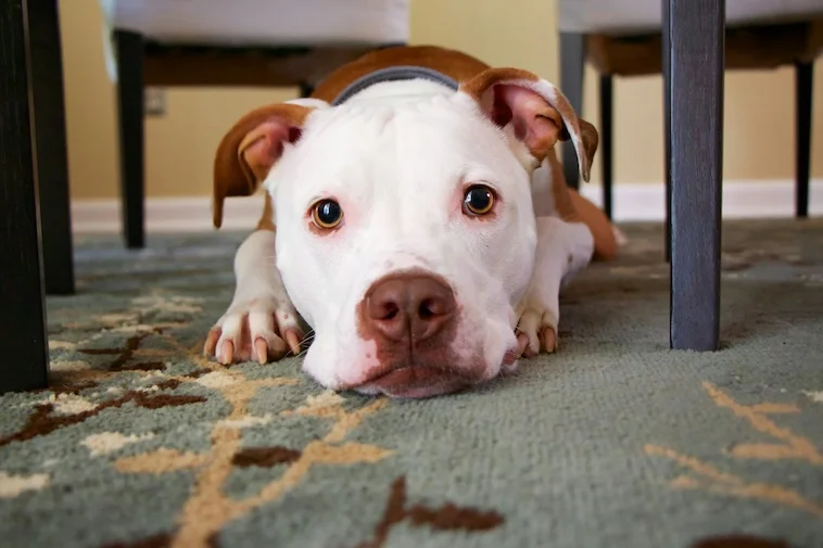 Bílý hnědý pes typu pitbull leží na koberci pod nábytkem.