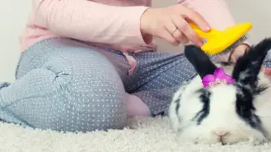 Dětské hřebenování králíku na bílém koberci