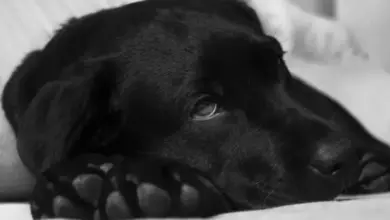 Černý štěně labradora ležící na bílém povrchu.