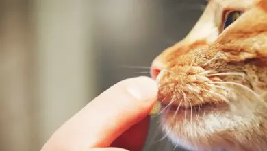 Oranžová kočka bere pilulku z prstu člověka.