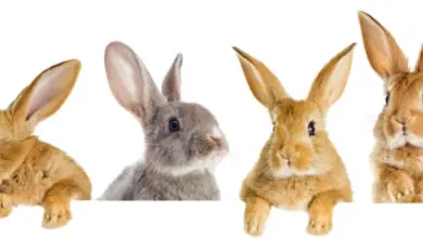 Čtyři králíci různých barev na bílém pozadí.
