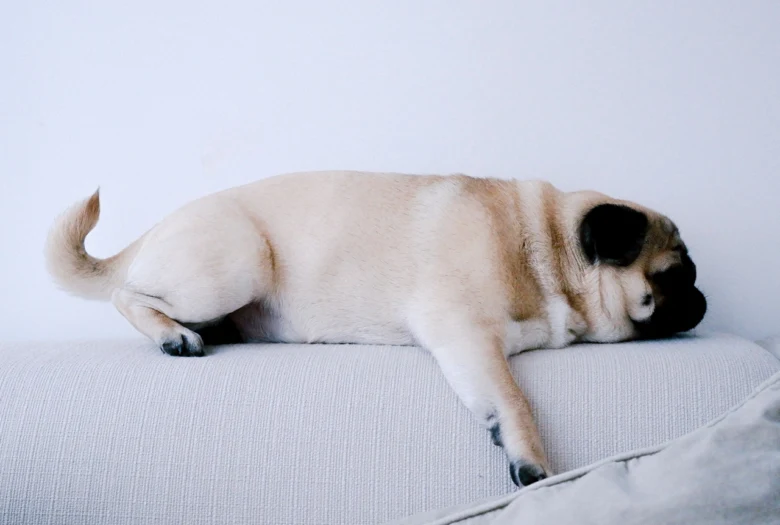 Spící mops leží na měkké podložce.