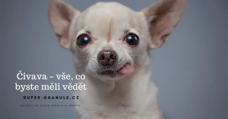 Portrét čivavy s vystrčeným jazykem na neutrálním pozadí.