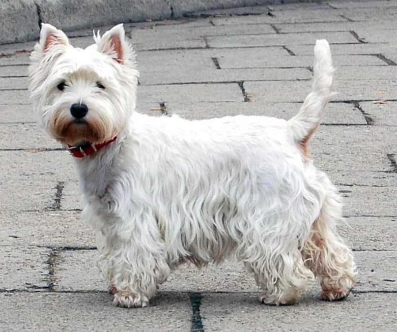 Bílý west highland white teriér na dlažbě s červeným obojkem.