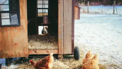 Slepice u kurníku s umělým osvětlením v zimě.