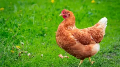 Hnědá nosnice stojí na zelené trávě s drobnými žlutými květy.