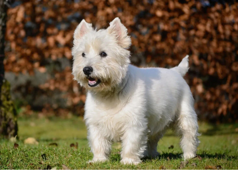 Bílý west highland white teriér stojí na trávníku.