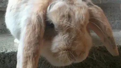 Blízko na tvář králíka svislými ušima sedícího na schodech.