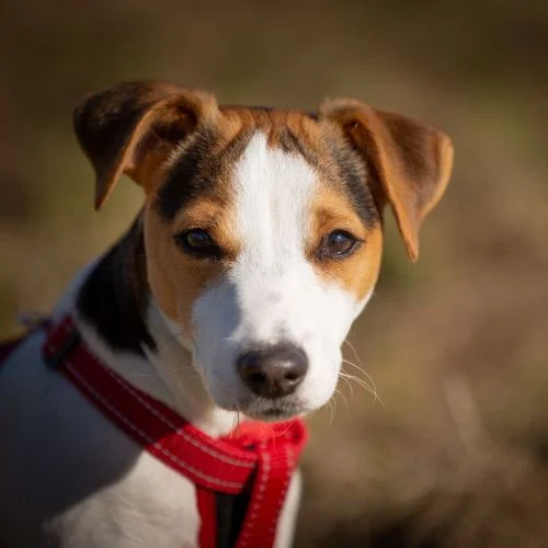 Portrétní fotografie jack russell teriéra v červeném popruhu.