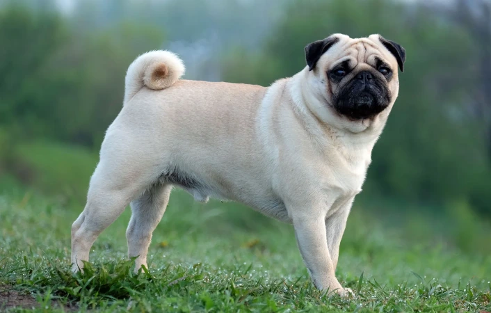 Mops stojí na trávníku v přírodě.