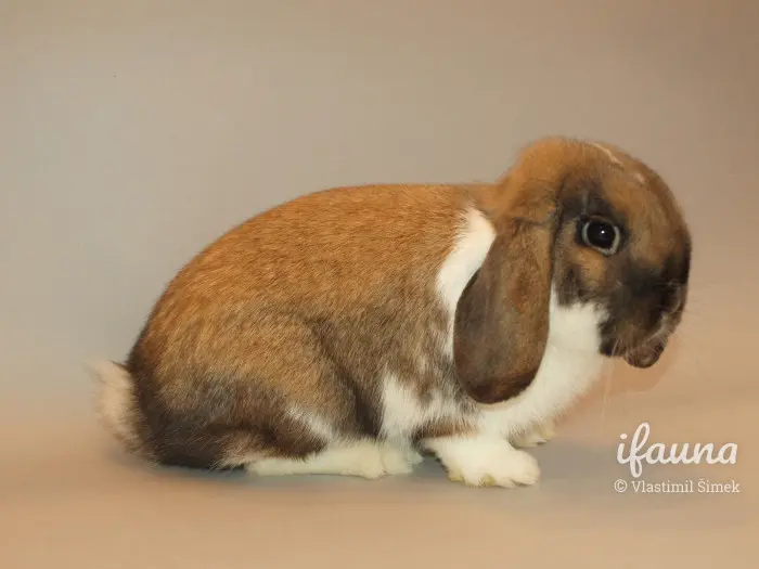 Hnědo-bílý králík beran sedící na neutrálním pozadí.