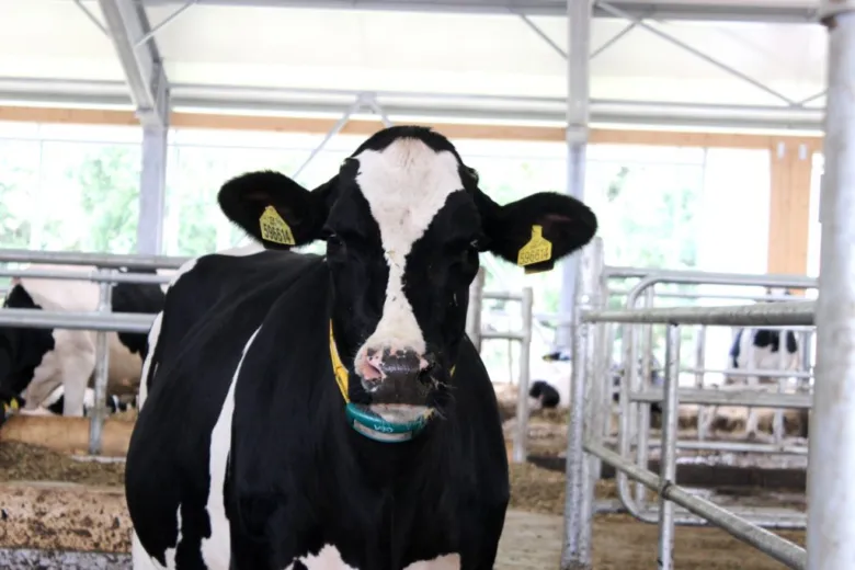 Černobílá dojnice v chovu na farmě.