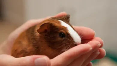 Malé hnědé morče s bílou čarou držené v lidských rukách.