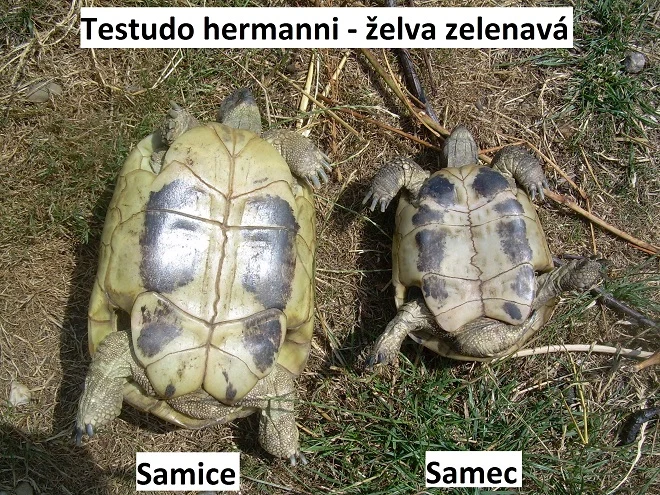 Samice a samec želvy zelenavé Testudo hermanni ležící na zemi.