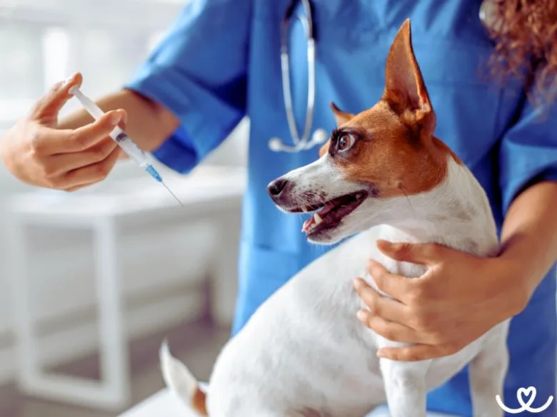Veterinář podává očkování malému pso v ordinaci.