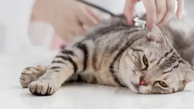 Kočka leží na stole, veterinář ji auskultuje.