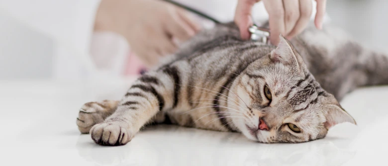 Kočka leží na stole v ordinaci veterináře.