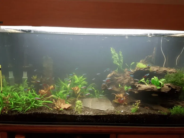 Akvarium s rostlinami a rybičkami bez viditelného bílého plaku.